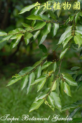 菲律賓榕，樹的圖片(局部)