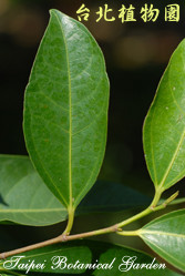 菲律賓榕，葉子的圖片(特寫)