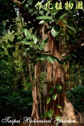 印度橡膠樹，全株的圖片