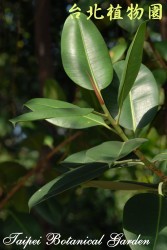 印度橡膠樹，葉子的圖片(特寫)