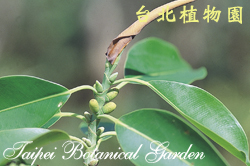 印度橡膠樹，新芽為托葉變成的紅色苞片包住的圖片