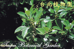 印度橡膠樹，葉子與花苞的圖片