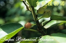 牛奶榕，果實與莖的圖片