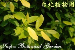 黃金榕，葉子的圖片