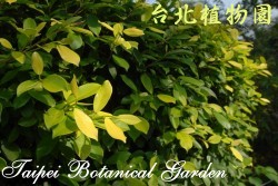 黃金榕，葉子的圖片