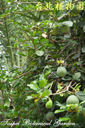 薜荔，果實與葉子的圖片