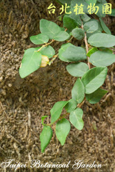 薜荔，葉子的圖片