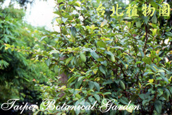 愛玉，葉子的圖片