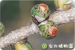 菩提樹，果實的圖片