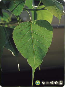 菩提樹，葉子的圖片