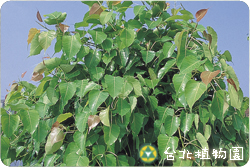 菩提樹，樹的圖片