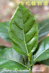 稜果榕，葉子的圖片