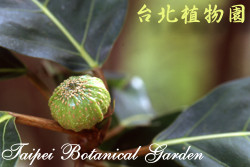 稜果榕，果實的圖片
