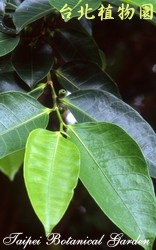 島榕，葉子的圖片