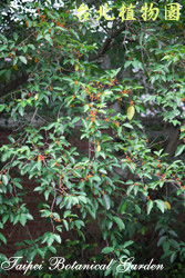 島榕，葉子的圖片