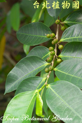 島榕，果實與葉子的圖片