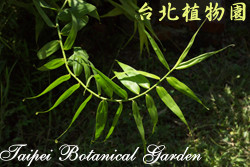 印度鞭藤，葉子的圖片