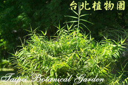 印度鞭藤，全株的圖片