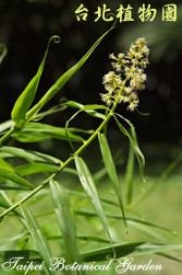 印度鞭藤，花朵的圖片