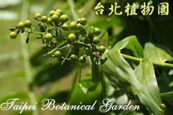 印度鞭藤，果實的圖片