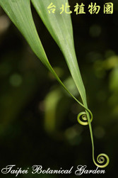 印度鞭藤，葉子的圖片