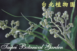 印度鞭藤，花朵的圖片