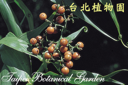 印度鞭藤，果實的圖片