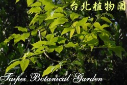 墨西哥白蠟樹，葉子的圖片