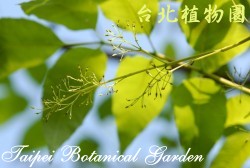 墨西哥白蠟樹，葉子的圖片