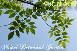 墨西哥白蠟樹，葉與枝條的圖片