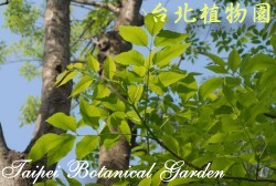 墨西哥白蠟樹，葉與樹幹的圖片