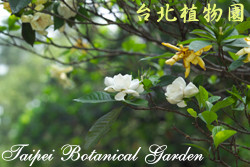 重瓣山黃梔，花朵與葉子的圖片