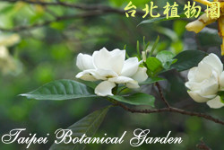 重瓣山黃梔，花朵的圖片