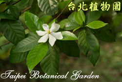 山黃梔，花朵與葉子的圖片