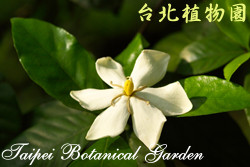 山黃梔，花朵的圖片