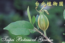 山黃梔，果實的圖片