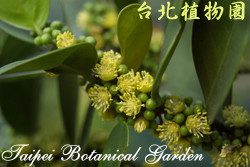 白樹仔，花朵與果實的圖片