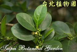 白樹仔，葉子與果實的圖片