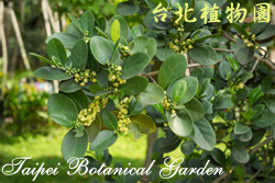 白樹仔，葉子與果實的圖片