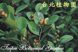 白樹仔，果實與葉子的圖片