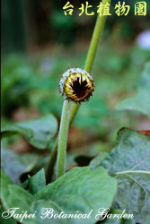 非洲菊，果實的圖片