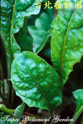 非洲菊，葉子的圖片