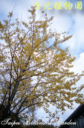 銀杏，樹的圖片