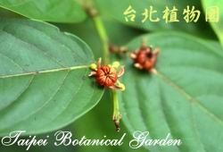 錫蘭饅頭果，果實的圖片