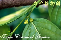 錫蘭饅頭果，葉子與花的圖片