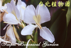 野薑花，花朵的圖片