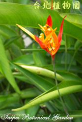 紅鳥蕉，花與枝條的圖片