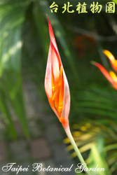 紅鳥蕉，花朵的圖片(花未完全開)