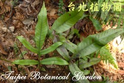 沙皮蕨，葉子的圖片(多株)