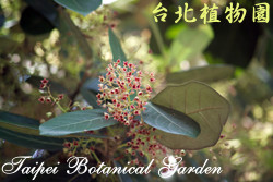 銀葉樹，花朵的圖片